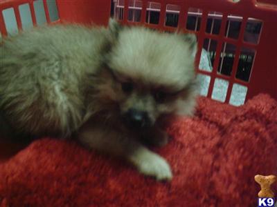 Puppies in NJ
